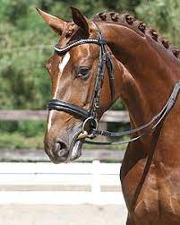 Your horse's shoulders, along with his head and neck, are part of his forehand. Dressage Horse Head Shots Premium Horses Dominique Wouters Horses Dressage Horses Horse Equestrian
