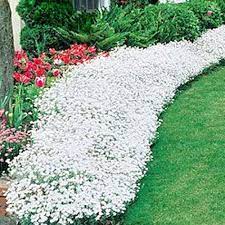 Amazon Com Determina Garden Creeping Thyme Seeds Ground Cover Flower Garden Decoration Rock Cress Seeds Gard Ground Cover Plants Summer Plants Snow In Summer