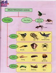 Katak dan salamander bernafas melalui peparu dan juga kulit lembap. Haiwan Dan Organ Pernafasan