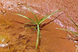 Image result for Pycreus macrostachyus