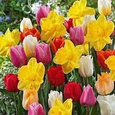 100 All In One Bulbs 50 Tulip Mix And 50 Durch Master Daffodil Walmart Com Daffodils Daffodil Bulbs Fall Plants