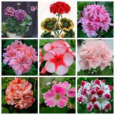 100 Pcs Mul Color Geranium Flower Rare Bonsai Flore Perennial Plant Pelargonium Peltatum Indoor Rooms For Home Garden Pot Blooming Plants Geraniums Flower Pots