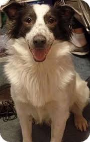 Maybe you would like to learn more about one of these? 78 Puppies For Adoption Missouri Ideas Puppy Adoption Puppies Adoption