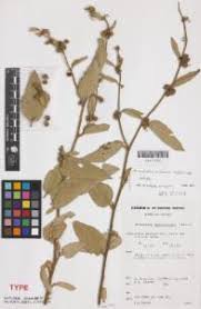 Image result for Triumfetta tomentosa