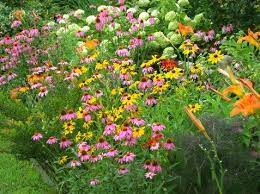 Butterfly Garden Butterfly Garden Plants Butterfly Plants Butterfly Garden Design