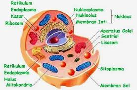 Organel Sel Hewan Fungsi Struktur Gambar Terlengkap Sel Hewan Membran Sel Model Sel