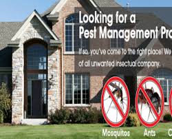Pests are a major threat to health and leave anyone distressed. Blog Pestilent