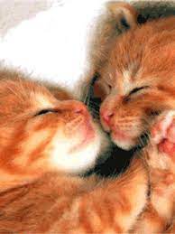 Love Animals Gifs Get The Best Gif On Giphy love animals gifs get the best gif on