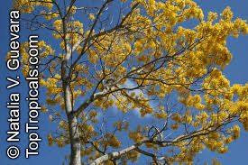 Image result for Handroanthus chrysotrichus