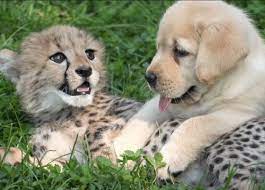Amistad Desde Cachorros Un Perro Y Una Chita Porci Chita O Guepardo Como Lo Quieras Llamar Baby Cheetahs Cute Animals Puppies