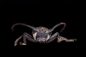 Image result for Buchnera affinis