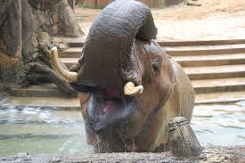 Playful on the outside, serious about animals on the inside. Students Create Design For Elephant Exhibit Department Of Civil And Environmental Engineering