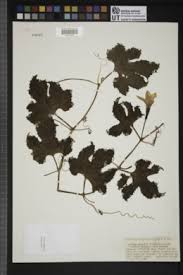 Image result for Peponium vogelii