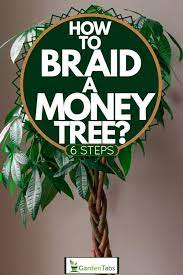 Maybe you would like to learn more about one of these? How To Braid A Money Tree 6 Steps Garden Tabs