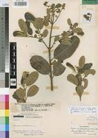 Image result for Ozoroa reticulata
