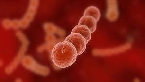 B Streptokokkeninfektion In Der Schwangerschaft Dr Med Angelika Beier Witt