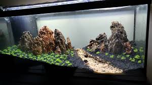 I have a chunk of unidentified (i'm almost 100% confident it's malaysian dw) that would not work well with manzanita or spider wood. Rock And Wood Aquascape