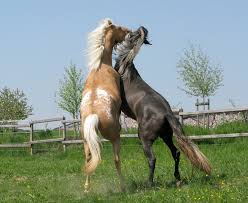Wie oft und wie lange ist eine stute rossig? Hengsthaltung 4my Horse