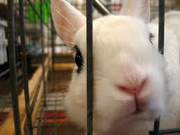 I should/shouldn't do more exercise to feel better. Reasons Why Rabbits Chew And How To Stop It