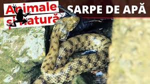 Avem zece specii de serpi in romania, mari și late, pe care mă ofer să vi le prezint în continuare mai jos. Serpi De Apa In Romania Youtube