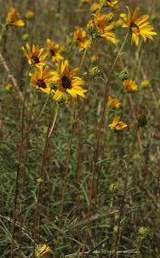 Image result for Helianthus angustifolius