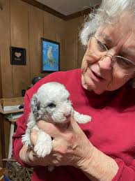 Looking for an aussiedoodle anyone located near north east ohio ?
