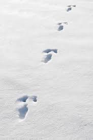 Friedericus dei gracia romanorum rex et semper augustus et rex siciliae, the seal frederick ii, imprint in red wax. Rabbit Tracks In The Snow Mildlypenis