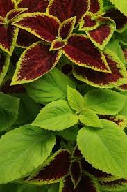 The striking foliage design is excellent for the garden or patio. Coleus Under The Sun Mix Msp 10 Seeds Hazzard S Home Gardener