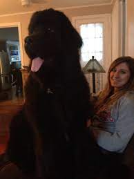 lap dog huge dogs newfoundland dog lap dogs