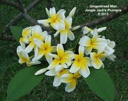 Pin On Plumeria For 2013