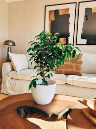 Image result for ficus benjamina en casa