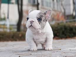 Seattle french bulldog, seattle, washington. Tiny Teacup French Bulldog For Sale Tiny Pups For Adoption