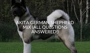 These playful, lovable akita mix are a mixed dog breed. Akita German Shepherd Mix All Questions Answered Jubilant Pups