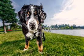 How To Get Attention For Those Wide Angle Dog Photos Dog Photos Pet Photography Tips Dogs