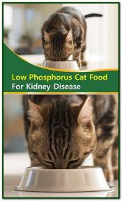 Low Phosphorus Cat Food For Kidney Disease Sourcing Low Phosphorus Cat Foods Egg Whites And Some Animal Meats Ten Healthy Cat Food Kidney Recipes Cat Food