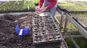 We have ordered more from the supplier. Seed Starting Part 4 Cell Packs Sowing Youtube