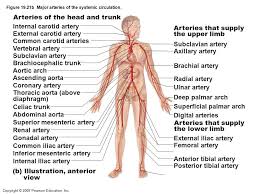 There are 217 arteries diagram for sale on etsy, and they cost 12,80 $ on average. Related Image Arteries And Veins Subclavian Artery Vertebral Artery