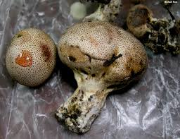 Image result for Scleroderma geaster