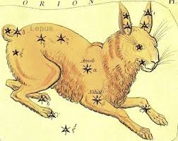 Image result for Leptaulus