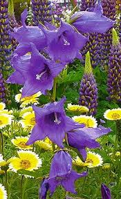 Pin By Myra Beasley On Gardening Purple Flowers Love Flowers Planting Flowers