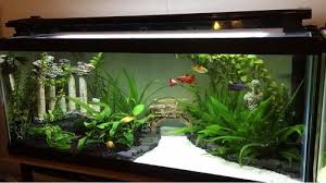 20 Gallon Fish Tank Setup Planted Tank Fish Tank Decorations Fish Tank Design Tropical Fish Tanks