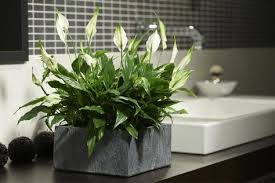 Die Besten Pflanzen Furs Badezimmer Pflanzen Furs Bad Pflanzen Im Badezimmer Topfpflanzen Terrasse