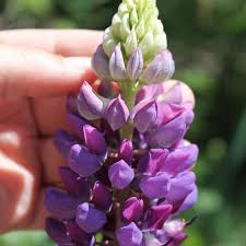 Lupine samen stockfotos und bilder kaufen alamy from c8.alamy.com we did not find results for: Deaflora Lupine Kastellan Als Bluehendes Bodenwunder