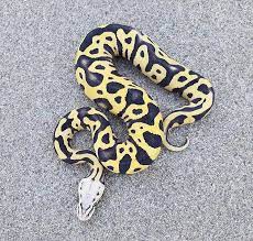 Pastel Leopard Desert Ghost Pet Snake Ball Python Morphs Animals Beautiful