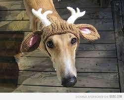 Dog Deer Dog Hat Crochet Dog Crochet Dog Hat