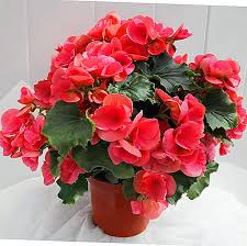 Begonia Elatior Home Care Botanical Description And Photo Of The Flower As Well As Information About When You Can Repot The Plant After Purchase House Apartment