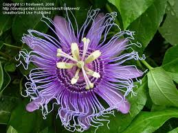 Maybe you would like to learn more about one of these? Happy Birthday Happy Birthday To Sweezel From Mckinney Texas 1 By Frostweed