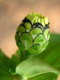 Tales From The Microbial Laboratory Zinnia Flowers Zinnias Spirals In Nature