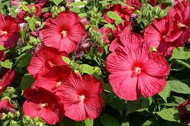 Image result for Hibiscus mechowii
