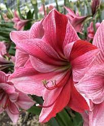 Amaryllis Gervase Amaryllis Pretty Flowers Lily Bulbs